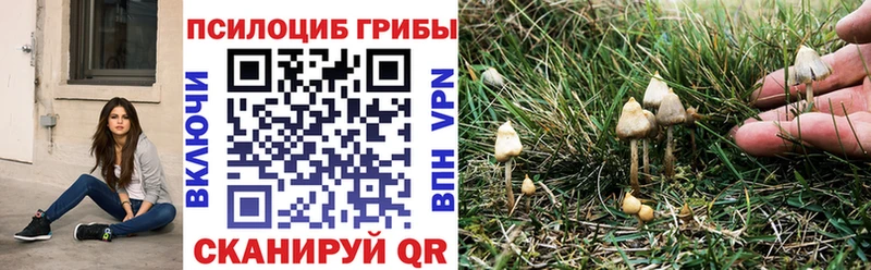 закладки  Рузаевка  Псилоцибиновые грибы прущие грибы 